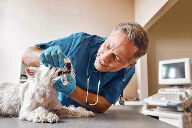 Best Emergency Dentist for Knocked-Out Tooth in Sto Brook University, NY